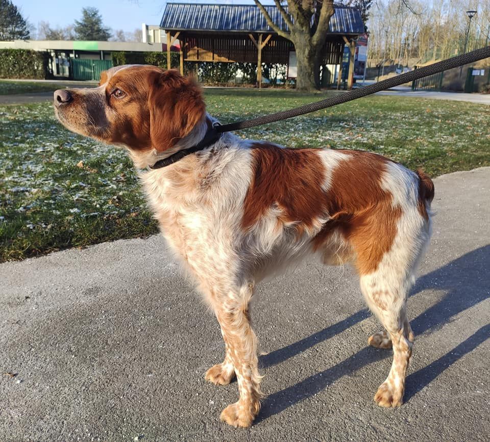 First de la plume picarde X Ginnie du Bois du Flanq