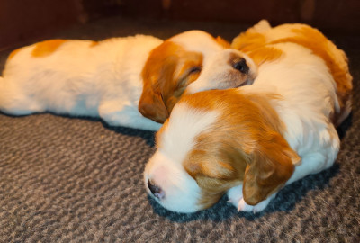 CHIOT 2 - orange et blanc